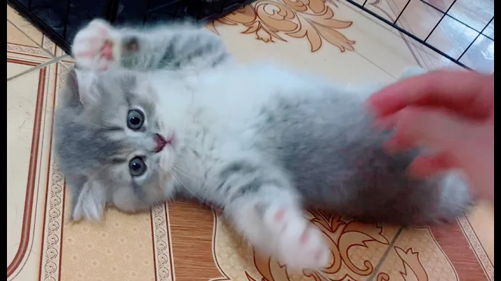 Video 3776871: funny sweet kittens, cat