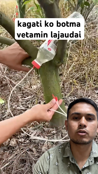 koreama kagati ko botma yasare vetamen cadain xa #trending #easyfarming #lemon #shorts #agriculture