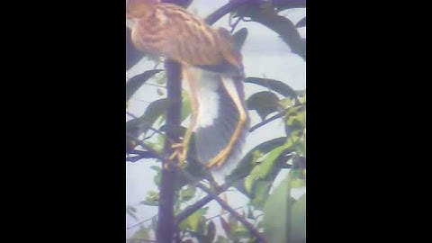 Cò lửa - cò rán 3🔥