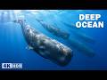 DEEP OCEAN | Mysteries of the Last Unknown World on Earth | Nature Documentary