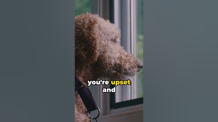 This is Why Dogs Do Guilty Look
