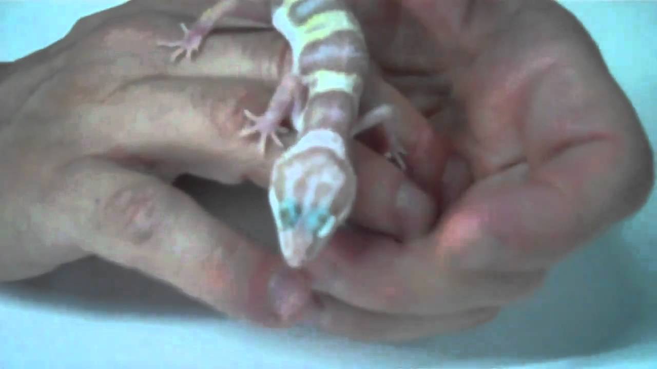 tarantula spider DROOIIIDD! TREMPER ALBINO LEOPARD GECKO!