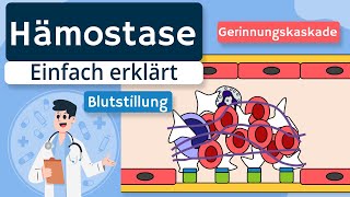 Primäre und sekundäre Hämostase (Blutstillung / Blutgerinnung / Gerinnungskaskade) einfach erklärt