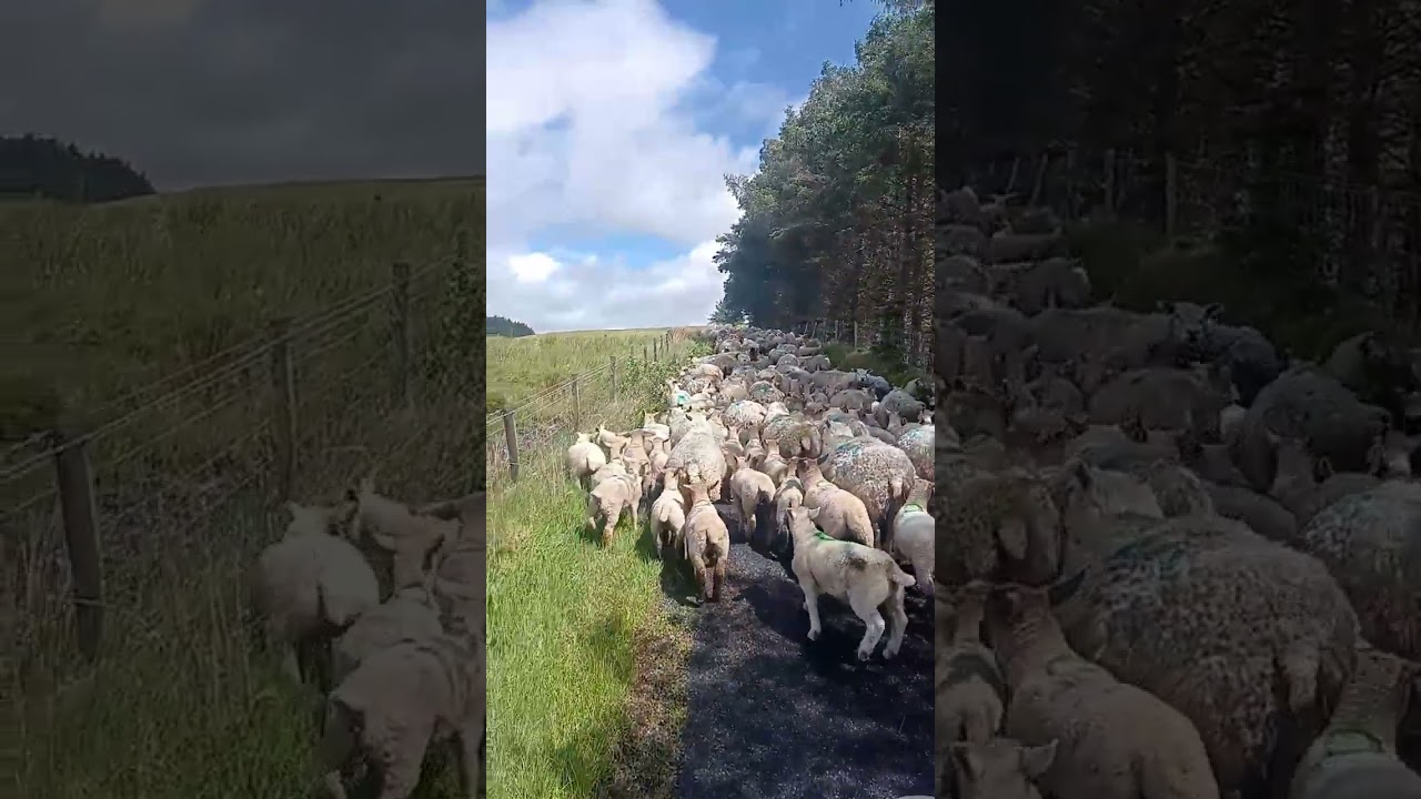 Sheep Sundays 🐑 Moving ewes and lambs to freshly sowed grass 