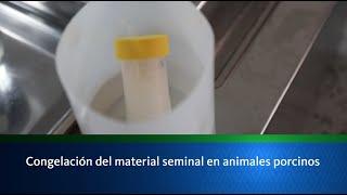 Congelación del material seminal en animales porcinos