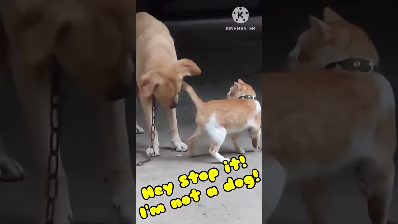 DOG TRY TO MATE CAT