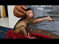 The new spoiled baby monkey just wants to be hugged all the time