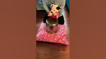 Thumbnail of Adorable Puppy Drummer 🐶🥁🥰❤️#puppy #dog #shorts #drummer