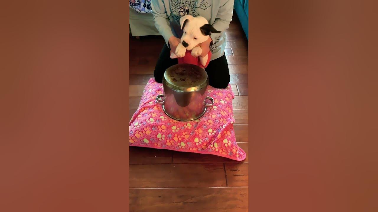 Adorable Puppy Drummer 🐶🥁🥰❤️#puppy #dog #shorts #drummer