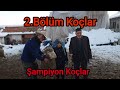 ŞAMPİYON KOÇLAR KARACABEY MERİNOSU | 2.  BÖLÜM | KAYMAKAM KOYUNCULUK