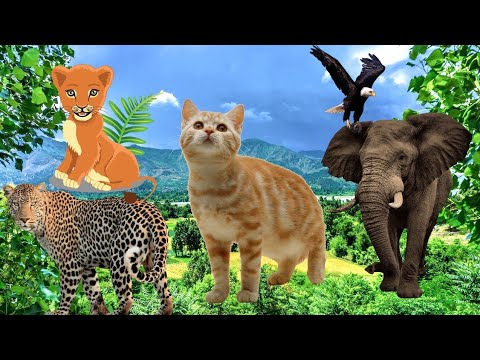 Видео: Animals get acquainted with relaxing sounds, learn about the animal world of cows, monkeys, cats