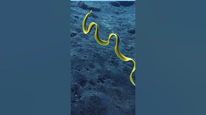 This Fish Can Change Its Gender #shorts #facts #shortsvideo