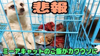 ミーアキャットのご飯をカワウソが盗んで見て見ぬ振りをするミニブタとフクロウ