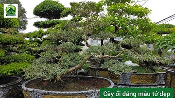 Cây Ổi cảnh đẹp giá rẻ nhất Bình Dương - Hotline 0944353629 #cayoicanh #cayoidep #cayoitau #oikieng