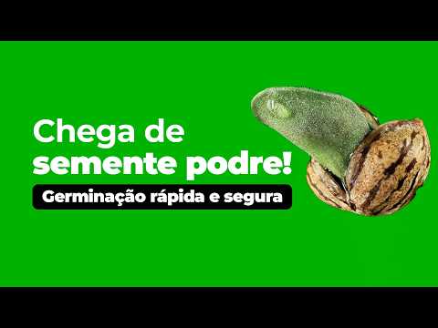 5 Erros Que Impedem a Germinação da Sua Semente de Cannabis e Como Evitar Cada Um