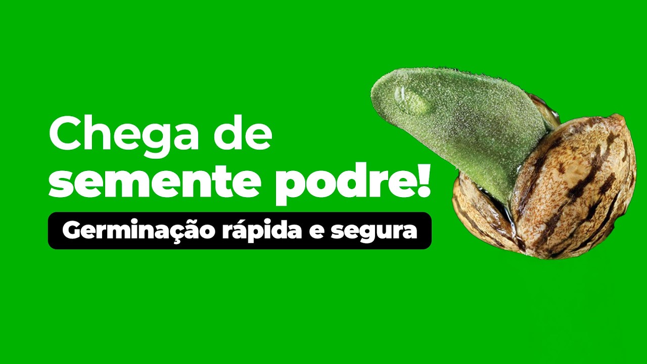 5 Erros Que Impedem a Germinação da Sua Semente de Cannabis e Como Evitar Cada Um