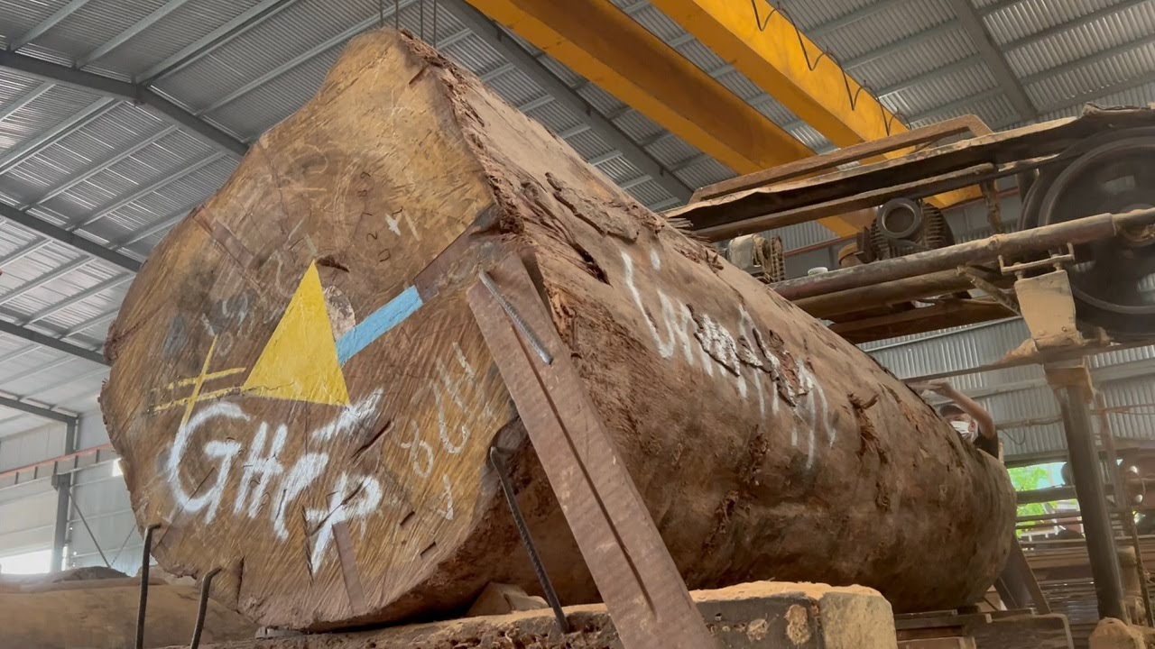 The Process Of Producing Raw Wood | Giant Ironwood 150 Year Old ...