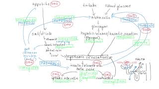 Introduction to Oral Anti Diabetics, Type 2 Diabetes, Semaglutide
