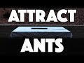 Catch QUEEN ANTS in your BACKYARD