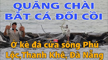 Xem quăng chài bắt cá đối cồi ở kè đá gần cửa sông Phú Lộc,  Thanh Khê, Đà Nẵng!