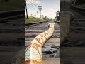 Mountain Lion Attacks Man - Then Train Hits Lion!  RDR2 #shorts