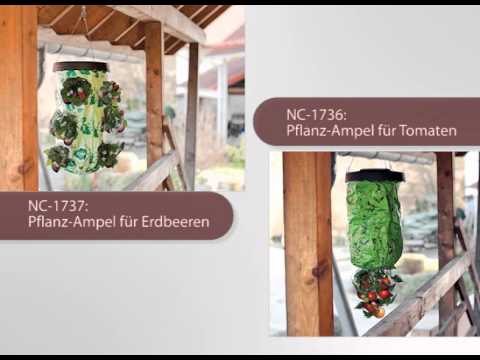 Video: Ampel tomater - balkongdekorasjon