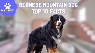 Bernese Mountain Dog: 10 Fascinating Facts You Need to Know!