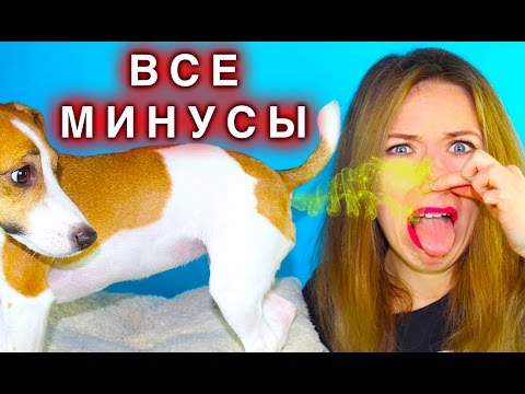 СОБАКА ВСЯ ПРАВДА! ПУКНУЛА МНЕ В НОС СОБАКА | Elli Di Pets