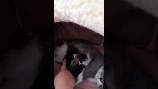 Cute baby born kittens videos