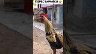 Будильник на утро.Ржал до слёз🤣#юмор #смех