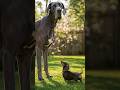 Great Dane – Affectionate Giant Dog with a Loyal Heart 🐾 #shorts #dogbreeds
