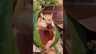 Chippy is suprised in watermelon! 😄🐿 screenshot 5