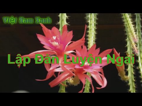 Video Lập Đàn Pháp Luyện Ngải - youtube