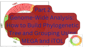 Step by Step Using iTOL and MEGA for Phylogenetic Analysis and Grouping 🌳🔬" For Beginner