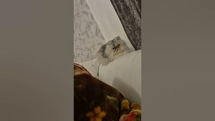 Watch the video about Persian Cats getting ready for midnight zoomies #gatos #persiancat #funnycats