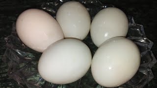 बत्तख अंडा की सब्जी बनाने का स्वादिष्ट तरीका | Duck Egg Sabji Recipe | Duck Egg Sabji Recipe