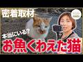 【猫さがし旅】港町三崎は猫の楽園！マンガみたいに魚をくわえた猫は本当にいるのか？高橋成美の三浦ひとり暮らし