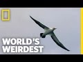 "Missile" Birds | World's Weirdest