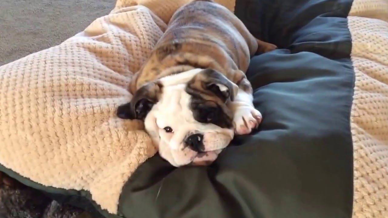 Reuben the Bulldog Throws a Tantrum puppy paradise