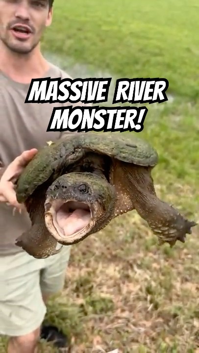 Saving Giant Snapping Turtle From Cars: How to Pick Then Up! #nature #wildlife #animals #turtle
