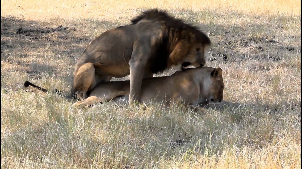 Lions In Africa Having Hard Sex - Youtube-6287