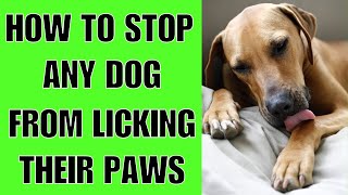 How To STOP My Dog From Licking His Paws (STARTING TODAY)