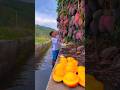 Chinese amazing mango fruit farming #shorts #short#youtubeshorts #shortvideo#tiktok #shortfeed