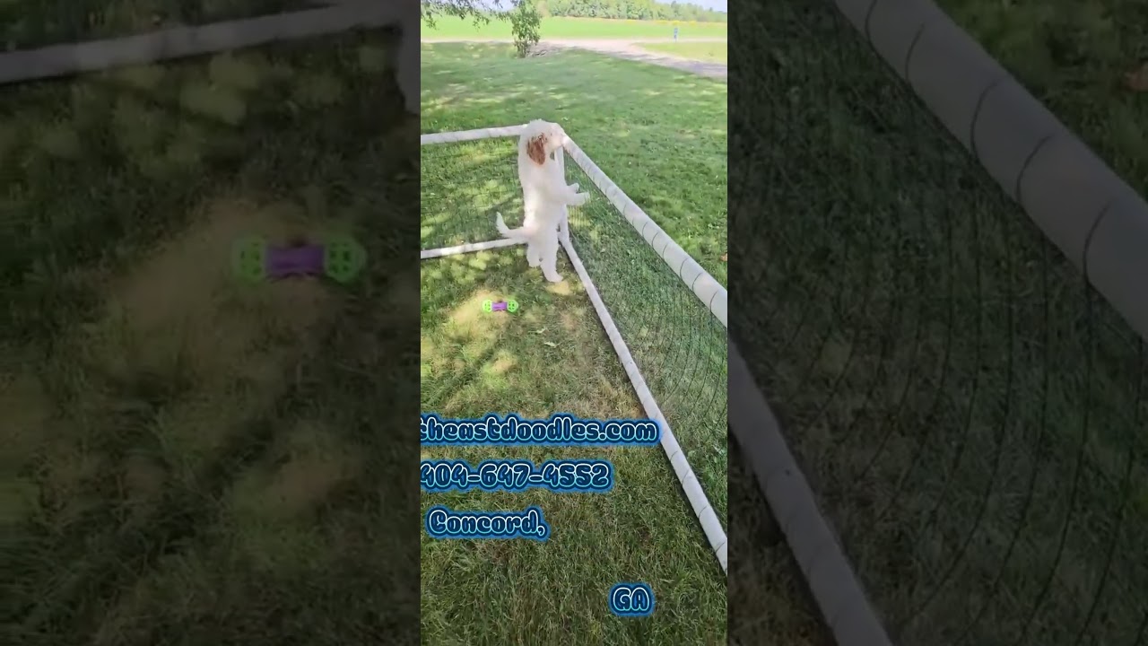 Meet Balki Video