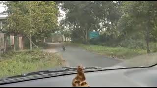 leopard attacks van Indian state of Assam you wouldn't believe it unless filmed caught on camera