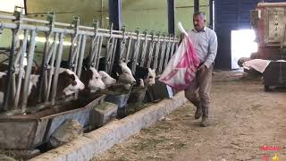 Angus İnekler Çiftlik Işleri