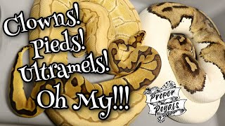 New Collection Details - My Newest BALL PYTHON additions!!! Wealth