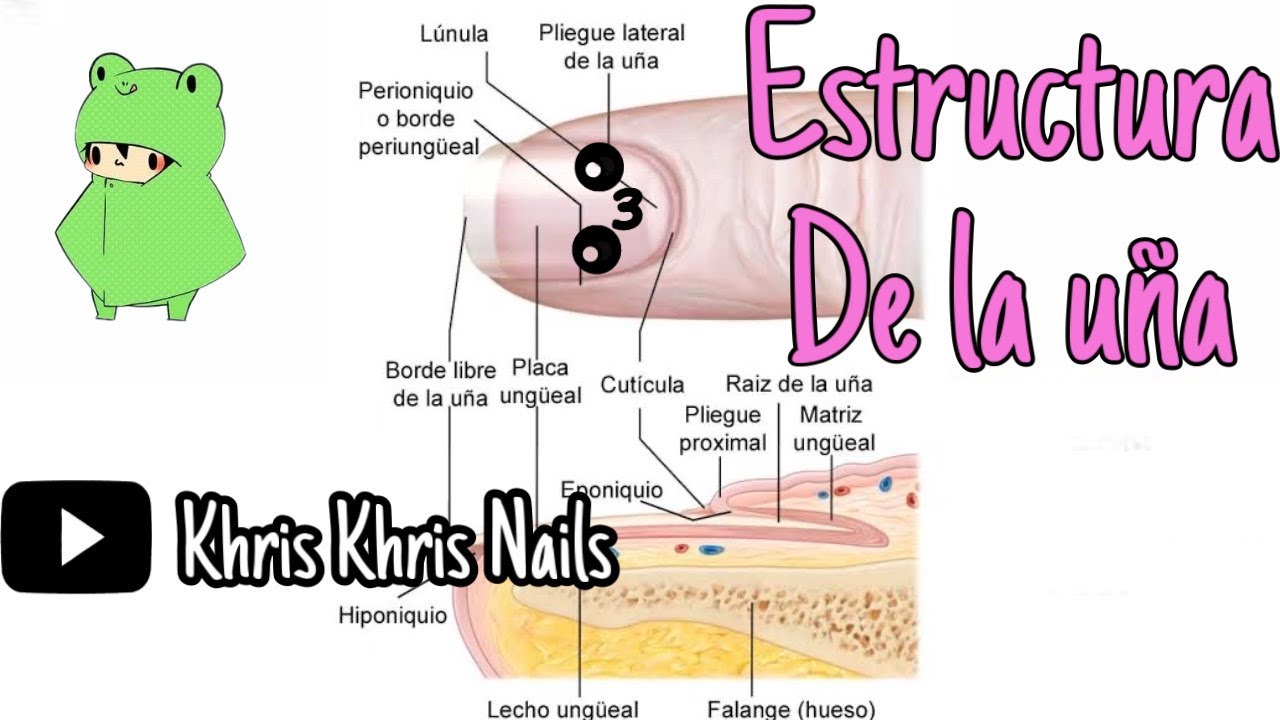 Diagrama De La Anatomía De La Uña Cómo Está Estructurada Una