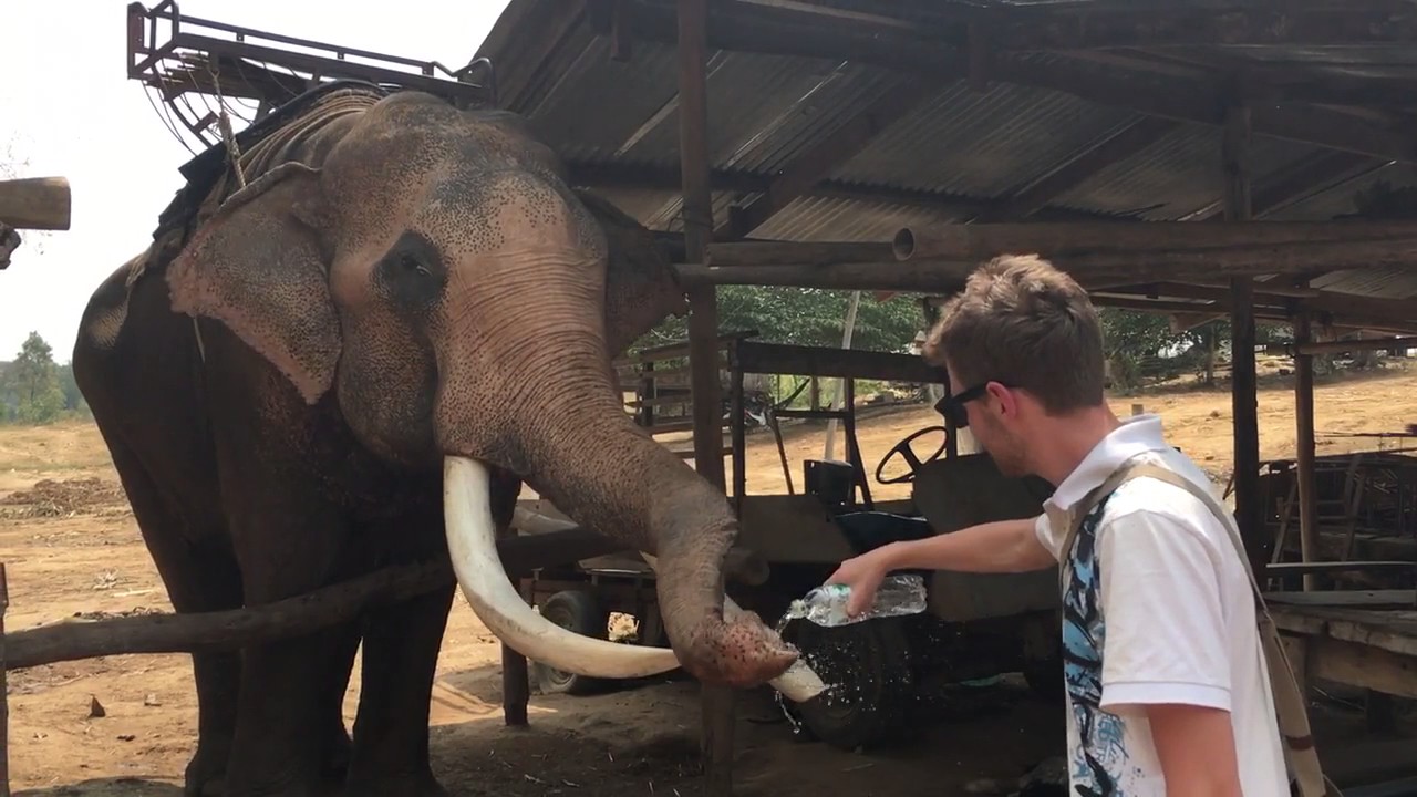 Elefante usa agua mineral para darse un baño - YouTube