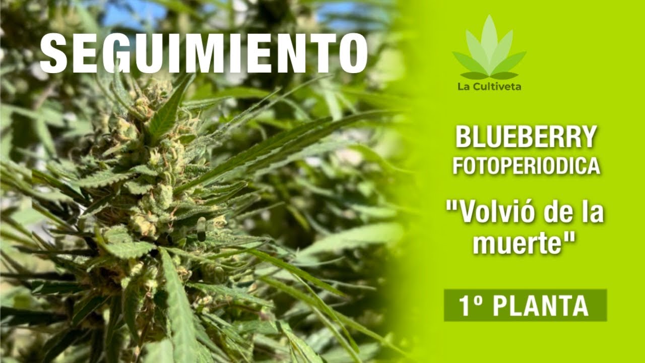 Seguimiento Completo Cultivo Blueberry Fotoperiodica🫐🍒 | [VOLVIÓ DE LA MUERTE 👼]